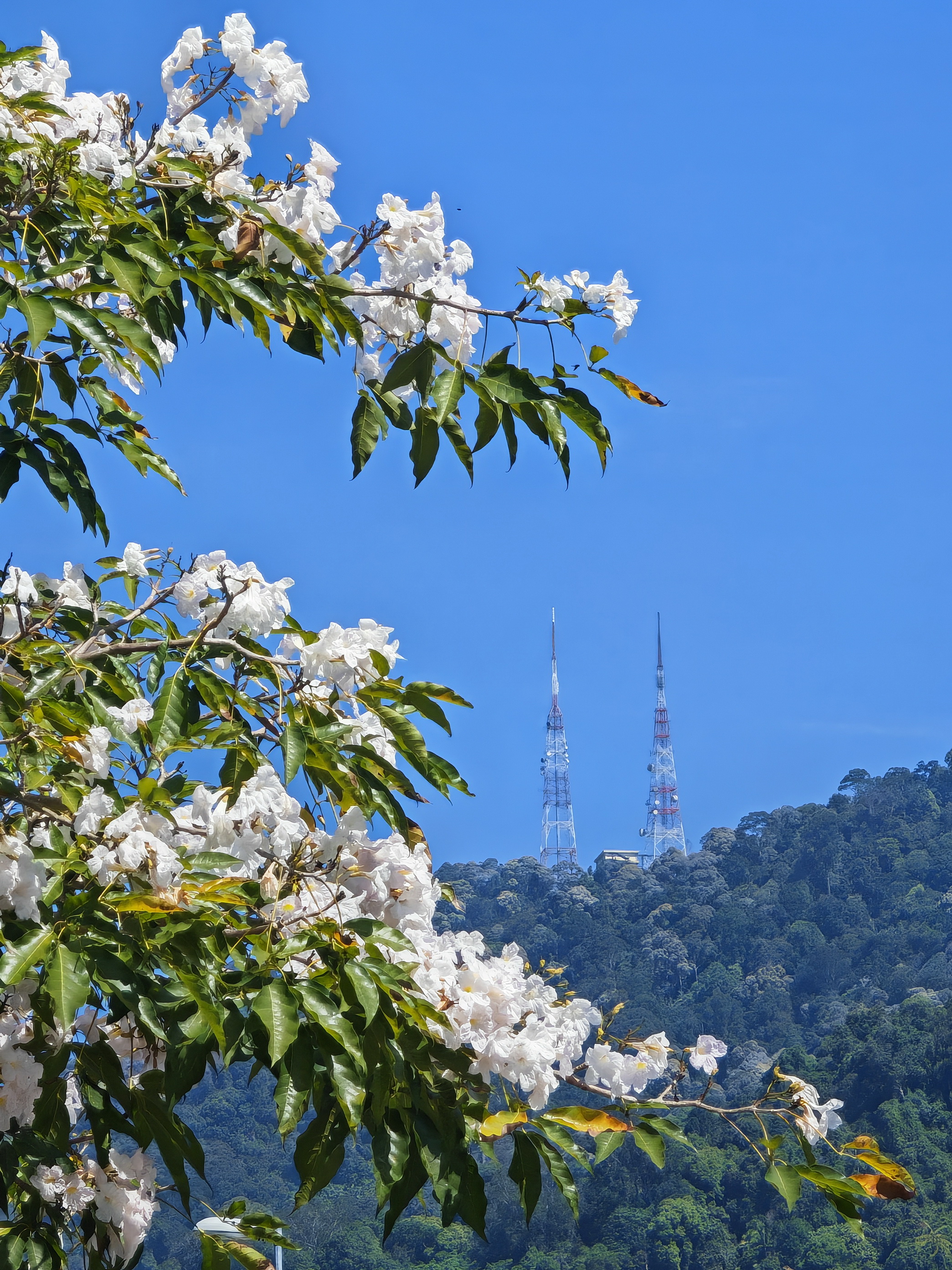 C17 Goh Ah Poon Perak