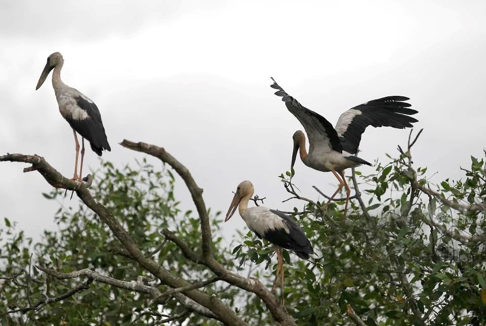 Egret Island Pulau Bangau 01