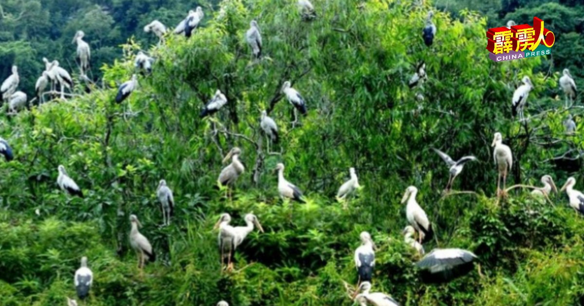 Egret Island Pulau Bangau 05