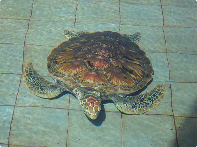 Turtle Sanctuary 03